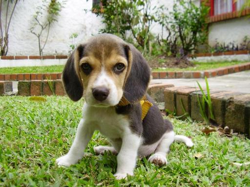 比格犬多少钱（比格犬为什么不建议养）