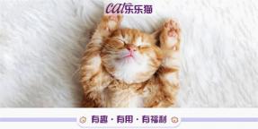 卷耳貓多少錢一只（喵星稀有成員）