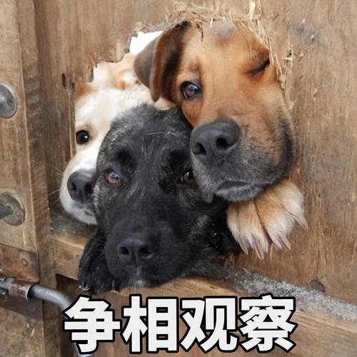 金毛幼犬多少钱一只（养狗首选）