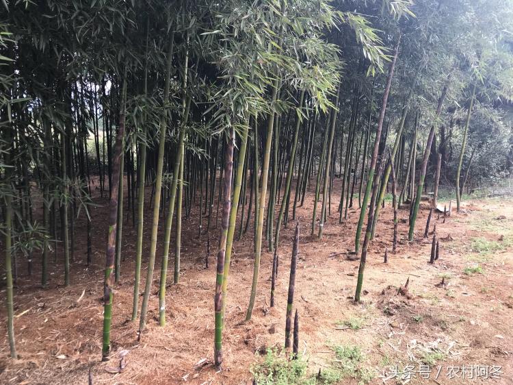 笋干多少钱一斤（农民种植）
