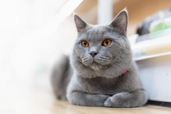养蓝猫一个月花多少钱（蓝猫）