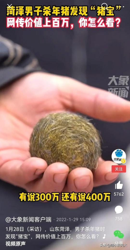 豬寶值多少錢（菏澤男子殺年豬發(fā)現(xiàn)）