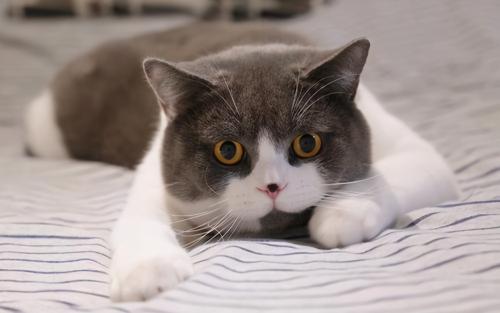 养猫一个月要花多少钱（养一只猫大概一个月需要花多少钱）