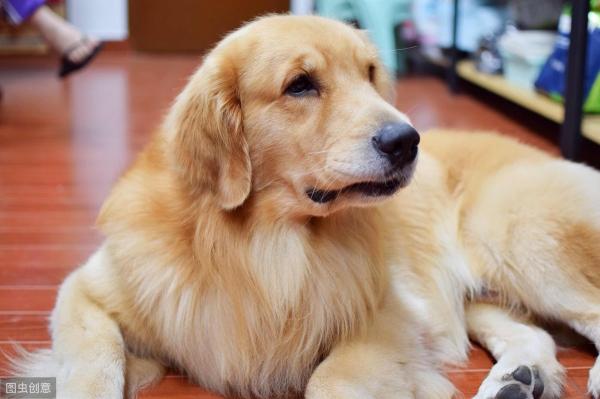 純種金毛幼犬多少錢一只（純種金毛犬都有的5大特征）