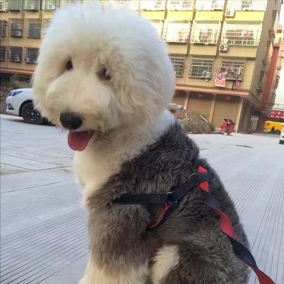 古牧犬多少钱一只（古牧）