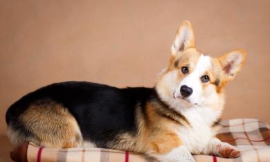 纯种柯基犬价格多少钱一只（想买柯基的宝宝先别急下手）