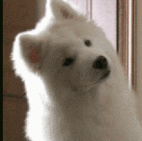 萨摩耶幼犬多少钱（萨摩耶）