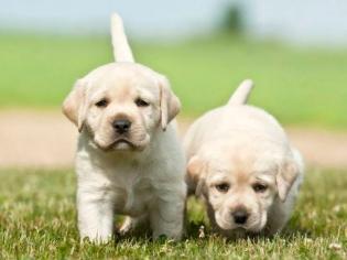 纯种中华田园犬多少钱（中华田园犬）