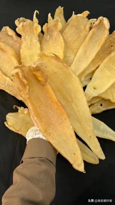 魚膠一斤多少錢（為什么魚膠那么貴）