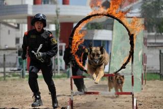 德牧价格多少钱一只（德国牧羊犬价格调低为什么还是没人买）