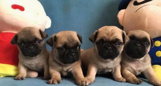 八哥鸟多少钱（巴哥犬市场价多少钱一只）