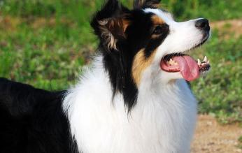 边牧犬多少钱（边牧狗粮品牌性价比高的）