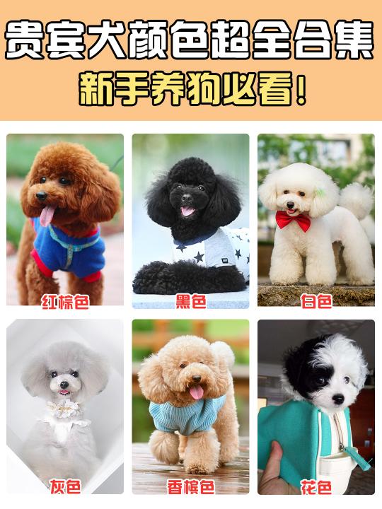 灰贵宾犬多少钱一只(㊙️贵宾犬颜色超全合集)