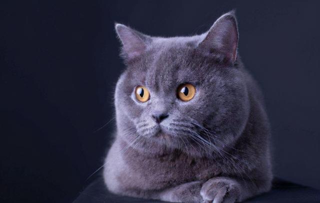 三花英短值多少钱（常见的英国短毛猫分类及价格）