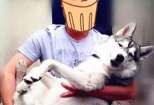 哈土奇狗市场价多少钱(养哈士奇)