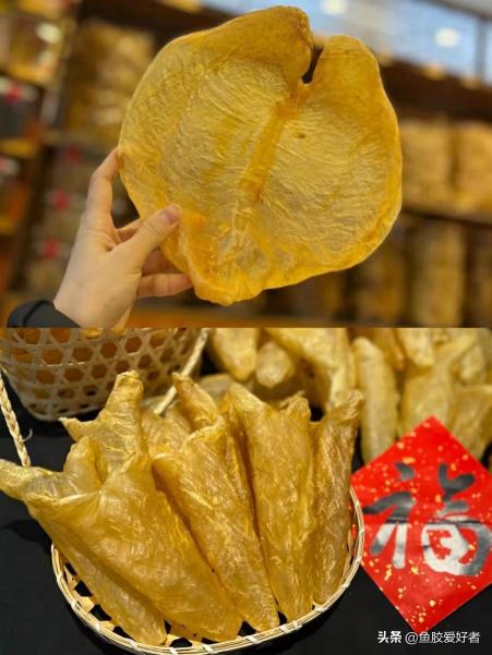 鱼胶一斤多少钱（吃鱼胶一定要吃贵的吗）