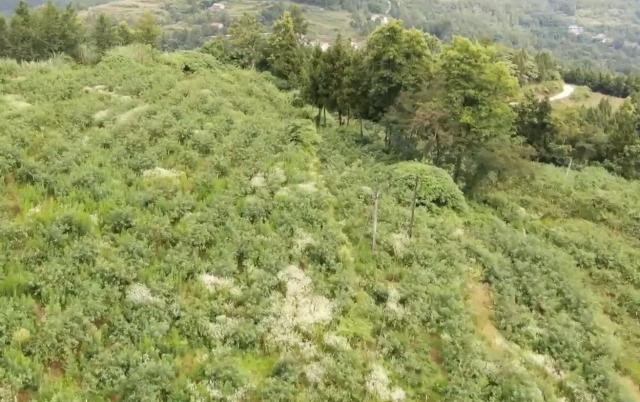 花椒树苗价格多少钱（营山一小小花椒树）