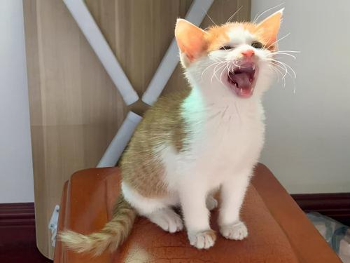 养猫一个月要花多少钱（养猫一个月多少钱）