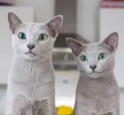 俄罗斯蓝猫多少钱（俄罗斯蓝猫寿命多少年）
