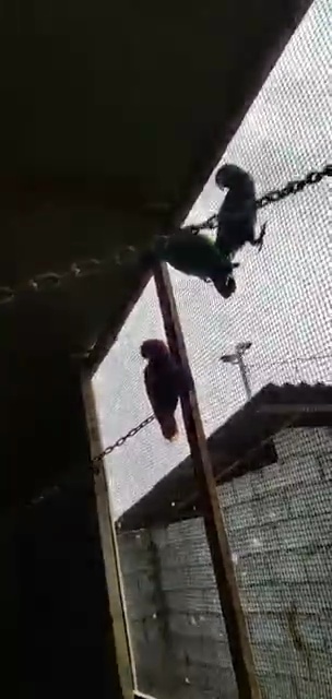 一只鹦鹉多少钱（浙江查获一起非法买卖400余只鹦鹉案）