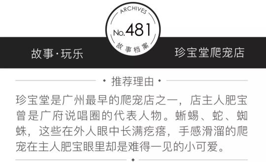 肥尾守宮多少錢一只（蜘蛛）
