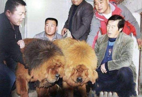 小藏獒多少钱（马俊仁退出体坛当狗司令）