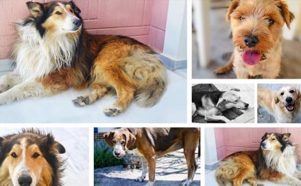 成年拉布拉多犬多少钱一只（这3种狗）