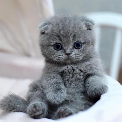 养蓝猫一个月花多少钱（英短蓝猫如何饲养）