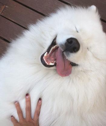萨摩耶犬多少钱（萨摩耶的优缺点有什么）