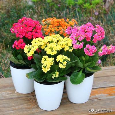 蟹爪兰多少钱一盆（圣诞节过后）