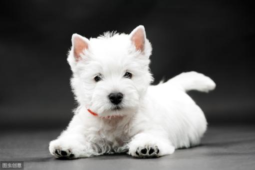 凯恩梗多少钱一只（盘点最爱叫的小型犬）