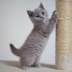 一只小猫多少钱（养一只英短猫多少钱）