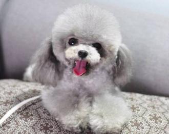 泰迪灰色多少钱一只（灰色泰迪犬的价格远远超过其他泰迪犬）