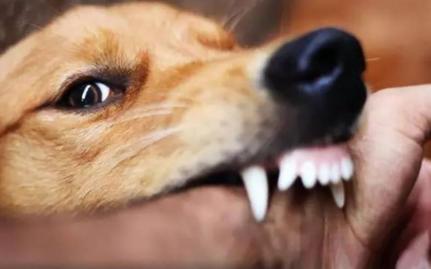 狗打疫苗多少钱一针（中国狂犬病防治真的走错路了）