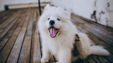 博美幼犬多少钱一只（盘点狗狗的）