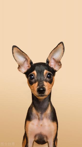 鹿犬多少錢一只（小鹿犬的優缺點）