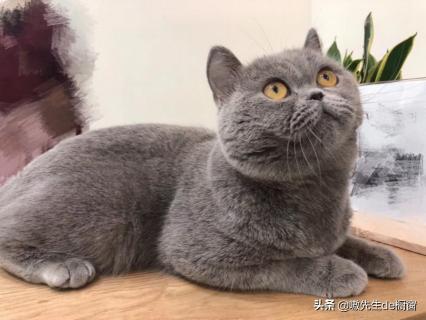 被猫咬出血了怎么办打疫苗多少钱（被猫咬伤伤了怎么办）