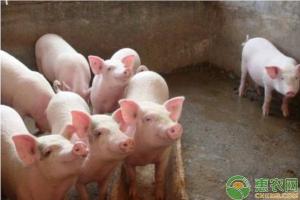 豬肉多少錢一斤現在（今日豬肉價格多少錢一斤）