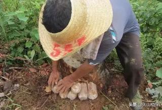 當歸多少錢（茯苓）