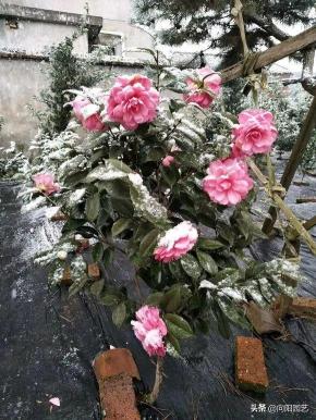 茶花多少钱一棵（茶花很好养）