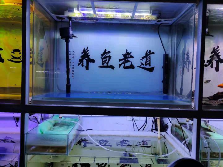 微型小水泵多少钱一个（为什么说新手快乐缸）