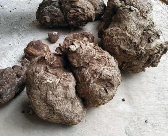 痹痛宁胶囊多少钱一盒（中药里的）