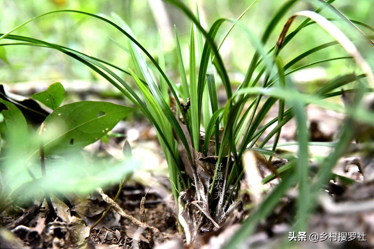 野生金边兰草值多少钱（遇到这样的野生兰花艺草）
