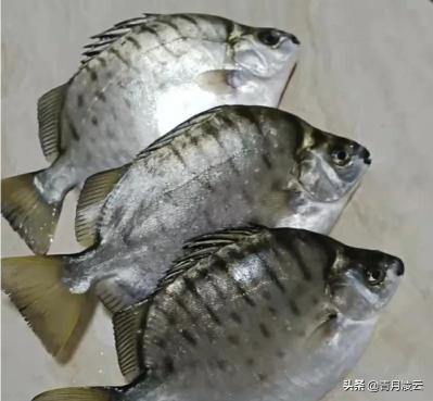 三亚青衣鱼多少钱一斤（海鲜）