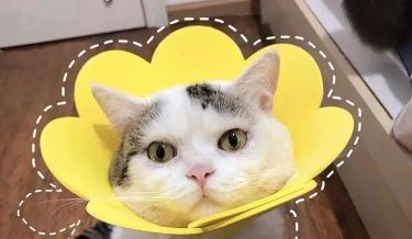 猫做绝育手术多少钱（猫咪绝育手术前准备什么）