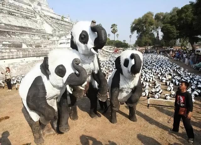 熊貓煙多少錢一包（山寨版大熊貓長啥樣）