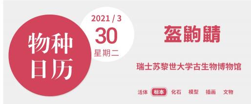 鼩鼱多少钱一只（这种小）