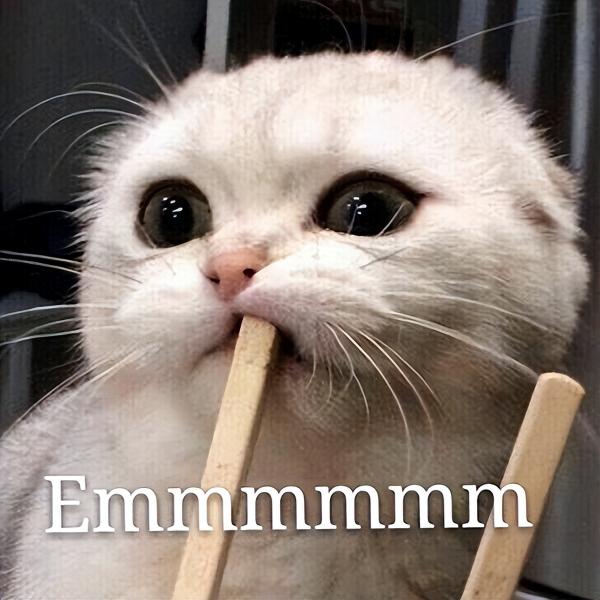 养猫一个月要花多少钱（养猫）