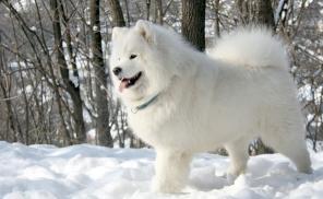 银狐犬多少钱一只（这几种）