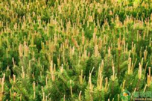 杉树苗多少钱一颗（目前种植杉木前景如何）